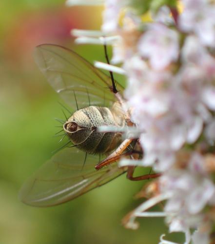 Prosena siberita